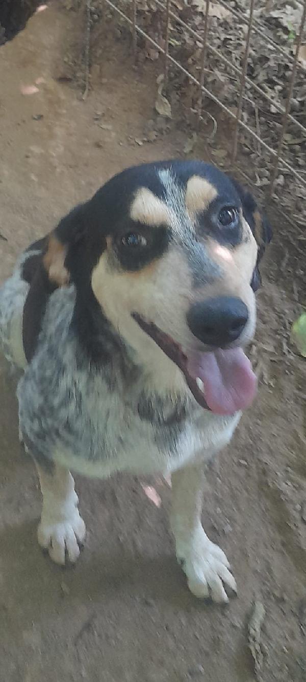 🐾💛 Romeo splendido giovanotto cerca famiglia 💕🧑🏻‍🧑🏻‍🧒🏻 Foto 9