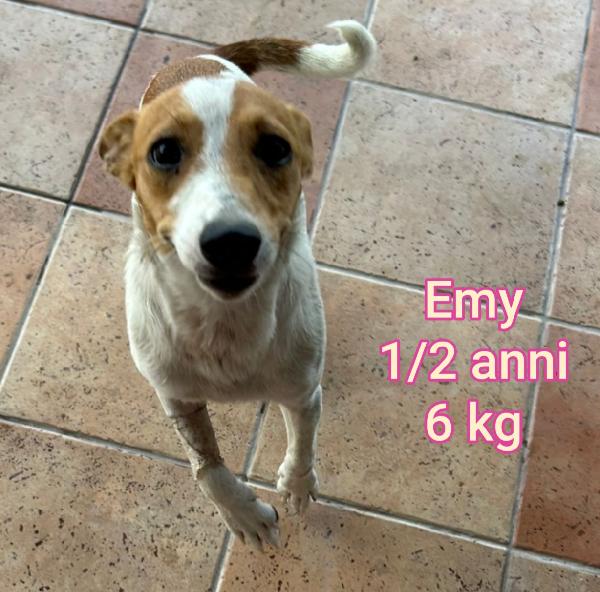 Cani di taglia contenuta  Foto 2