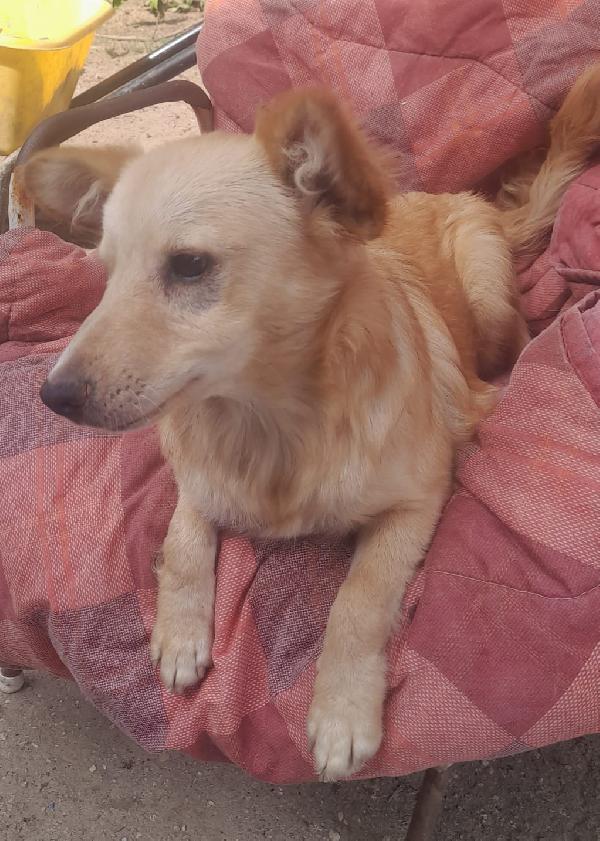 🐾💛Rudy Splendido Pelosetto Cerca Casa 🏠💕