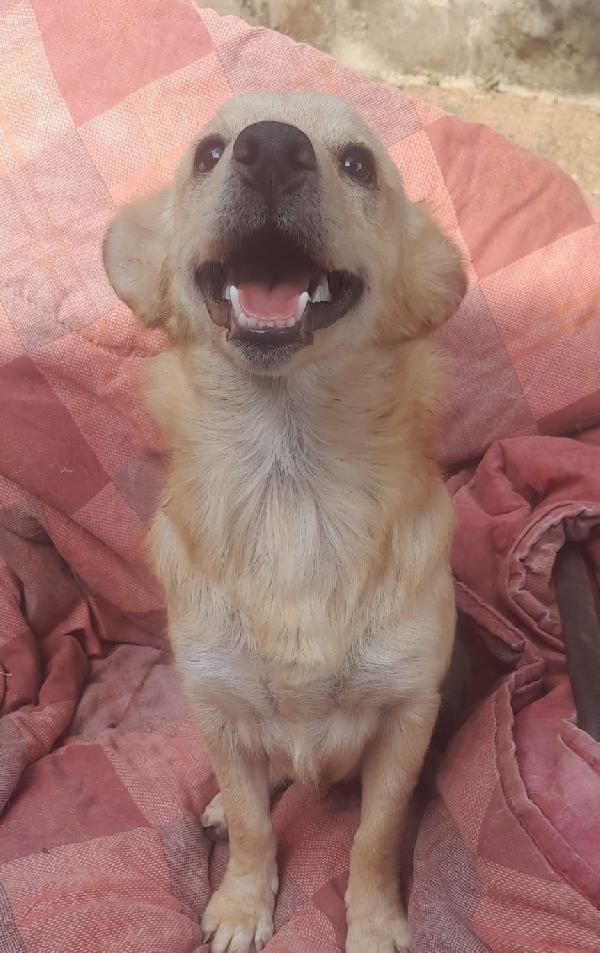 🐾💛Rudy splendido pelosetto cerca casa 🏠💕 Foto 2