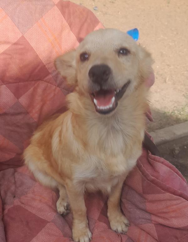 🐾💛Rudy splendido pelosetto cerca casa 🏠💕 Foto 3