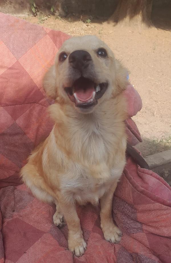 🐾💛Rudy splendido pelosetto cerca casa 🏠💕 Foto 4