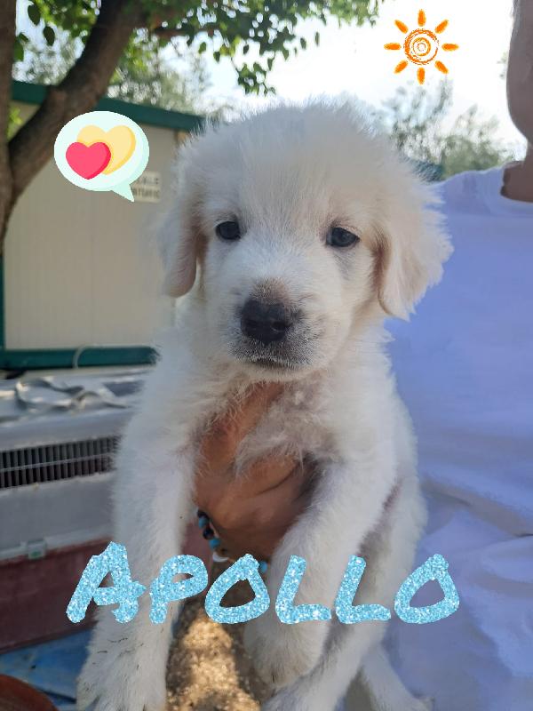 Apollo Cucciolo Bianco 