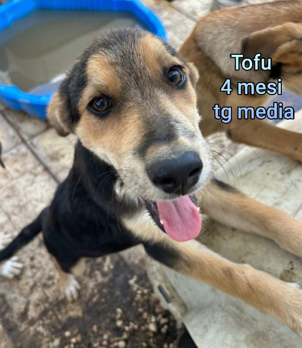Superteneri cucciolini  Foto 9