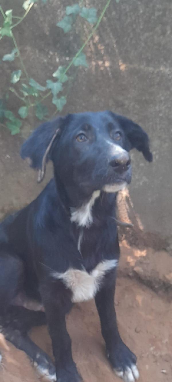 🐾💛Zeus Splendido Giovanotto Cerca Casa 🏠💕