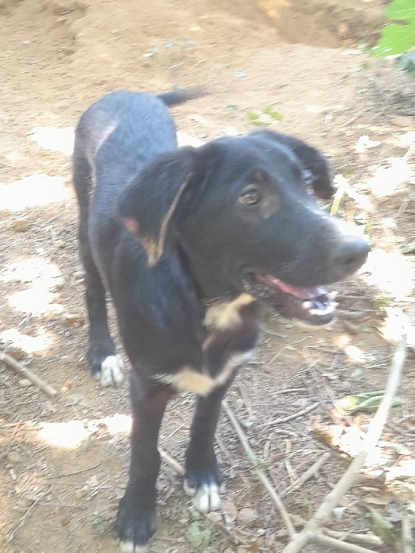 🐾💛Zeus splendido giovanotto cerca casa 🏠💕 Foto 2