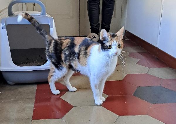 CHARLOTTE, dolcissima micina in adozione! Foto 6