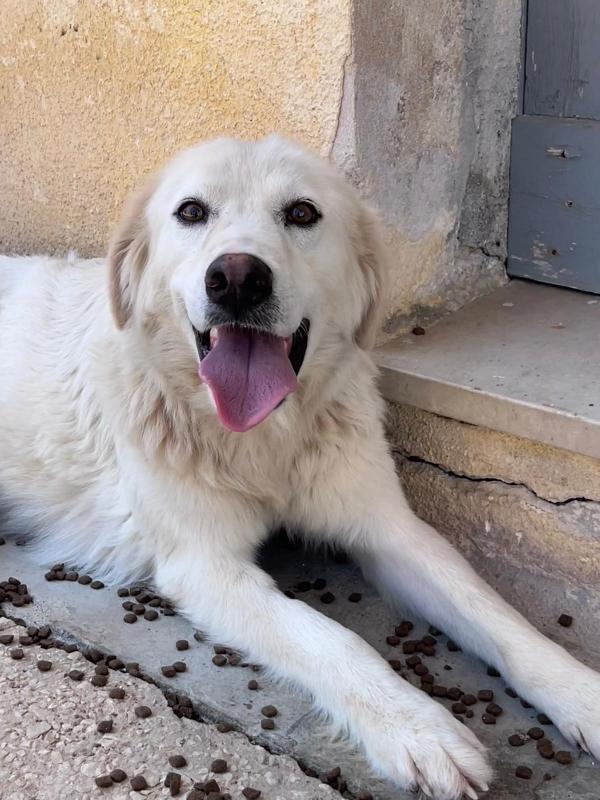 Dora cerca casa! Foto 2