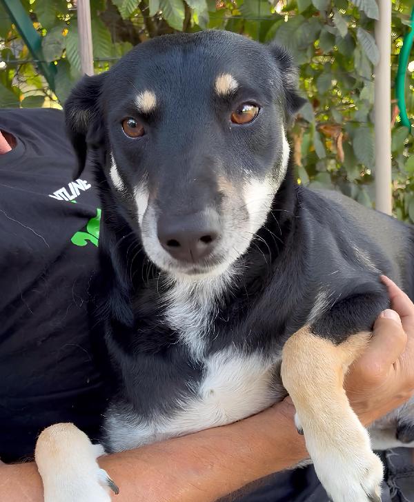 Tyson 3 Anni Taglia Medio Contenuta Cerca Casa