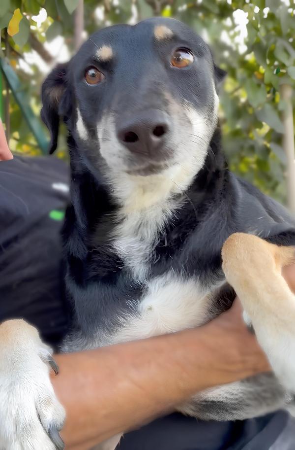 Tyson 3 anni taglia medio contenuta cerca casa Foto 2