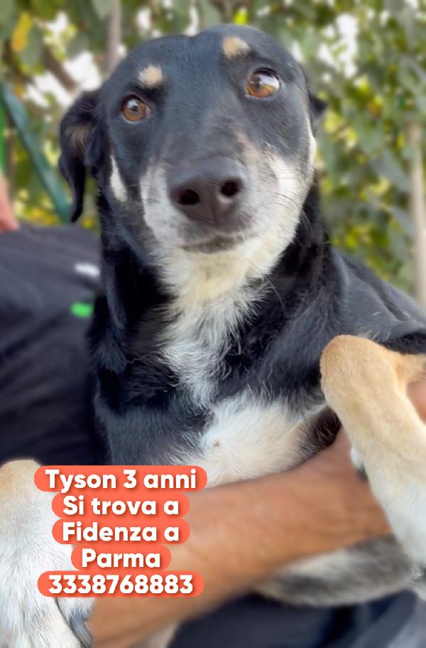 Tyson 3 anni taglia medio contenuta cerca casa Foto 3