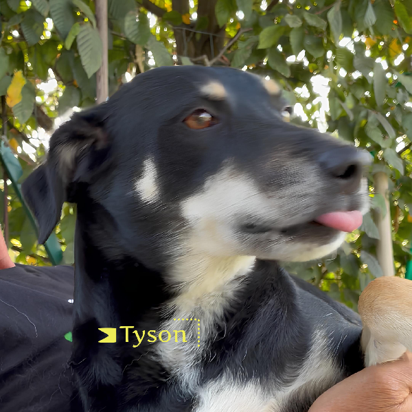 Tyson 3 anni taglia medio contenuta cerca casa Foto 4