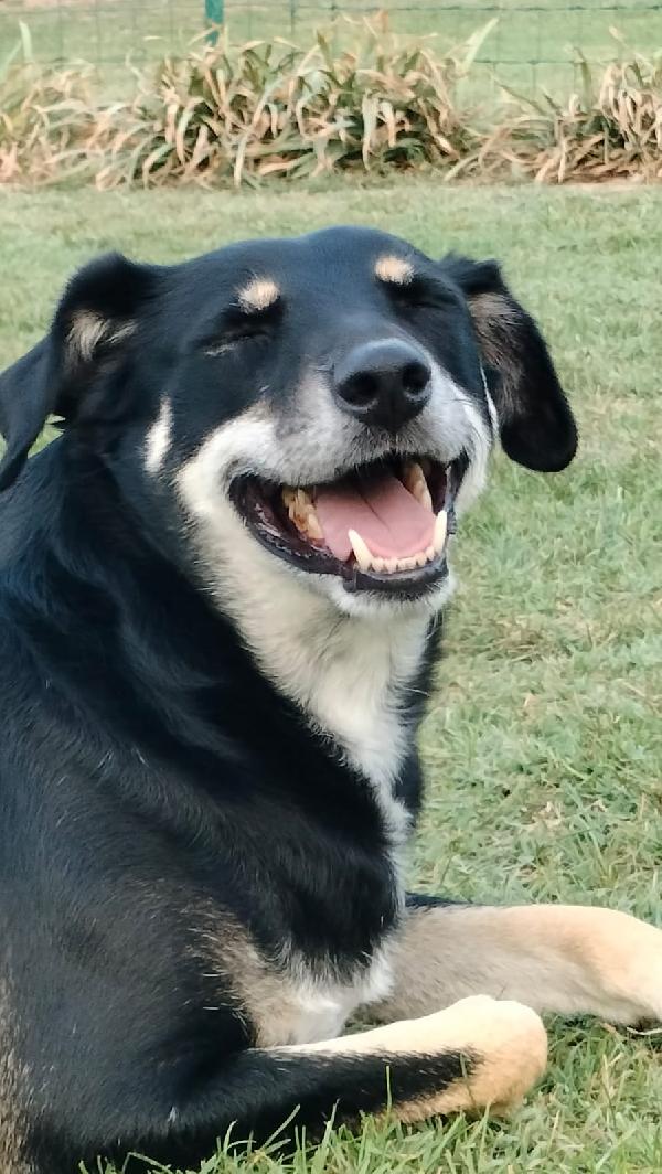 Tyson 3 anni taglia medio contenuta cerca casa Foto 5