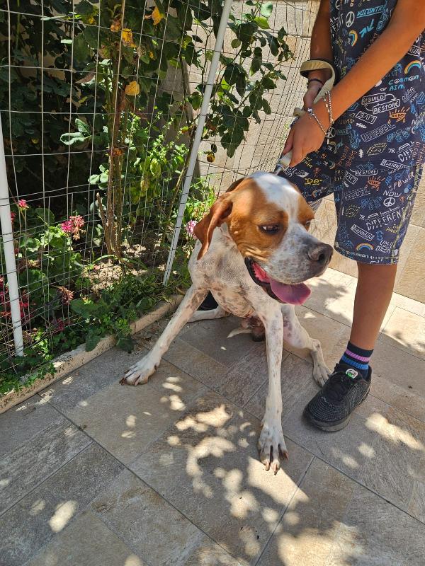 Mais Splendido Cucciolotto Pointer Cerca Famiglia  Foto 3