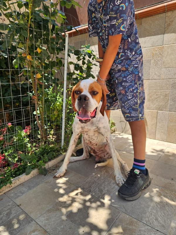 Mais Splendido Cucciolotto Pointer Cerca Famiglia  Foto 4