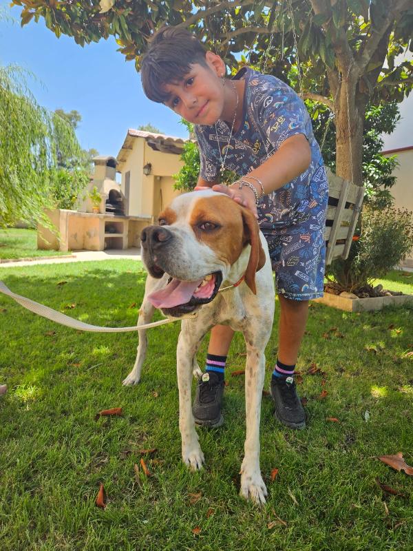 Mais Splendido Cucciolotto Pointer Cerca Famiglia  Foto 5
