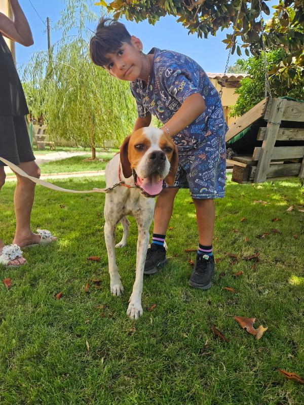 Mais Splendido Cucciolotto Pointer Cerca Famiglia  Foto 6