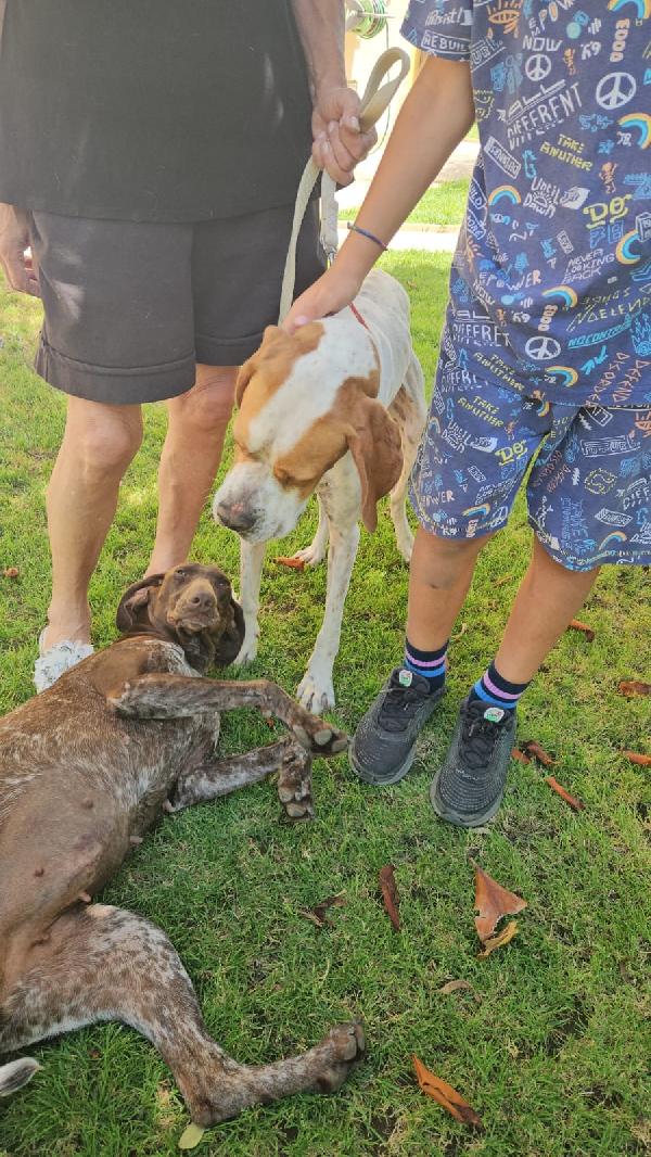 Mais Splendido Cucciolotto Pointer Cerca Famiglia  Foto 7