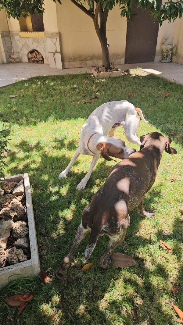 Mais Splendido Cucciolotto Pointer Cerca Famiglia  Foto 8
