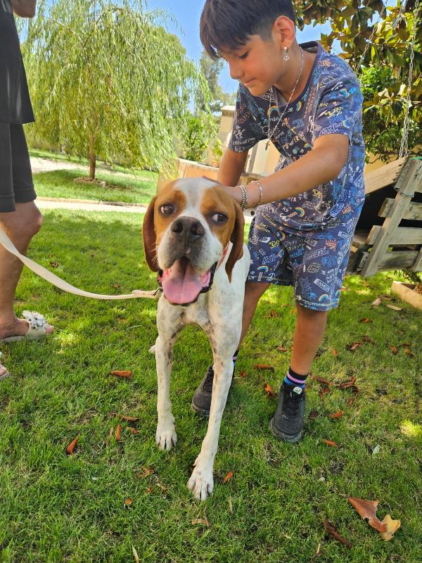 Mais Splendido Cucciolotto Pointer Cerca Famiglia  Foto 9