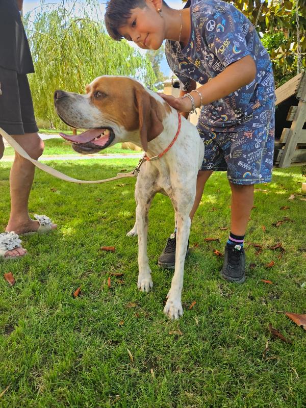Mais Splendido Cucciolotto Pointer Cerca Famiglia  Foto 10