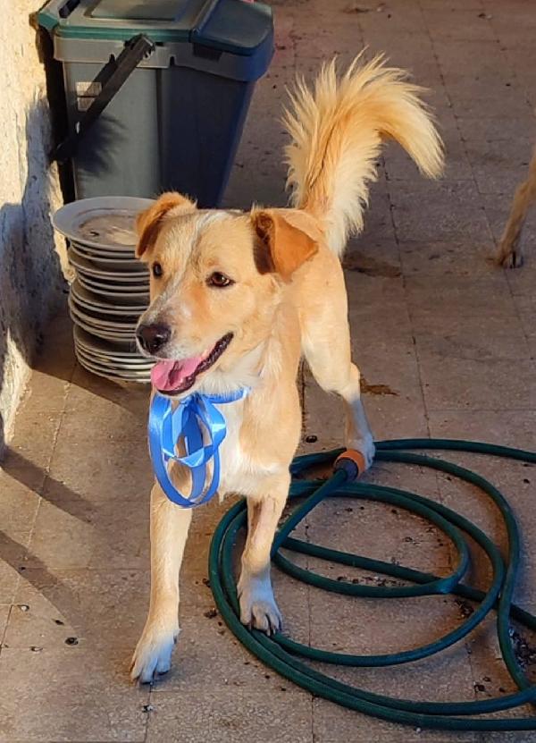 Otto, Cucciolotto Taglia Contenuta 