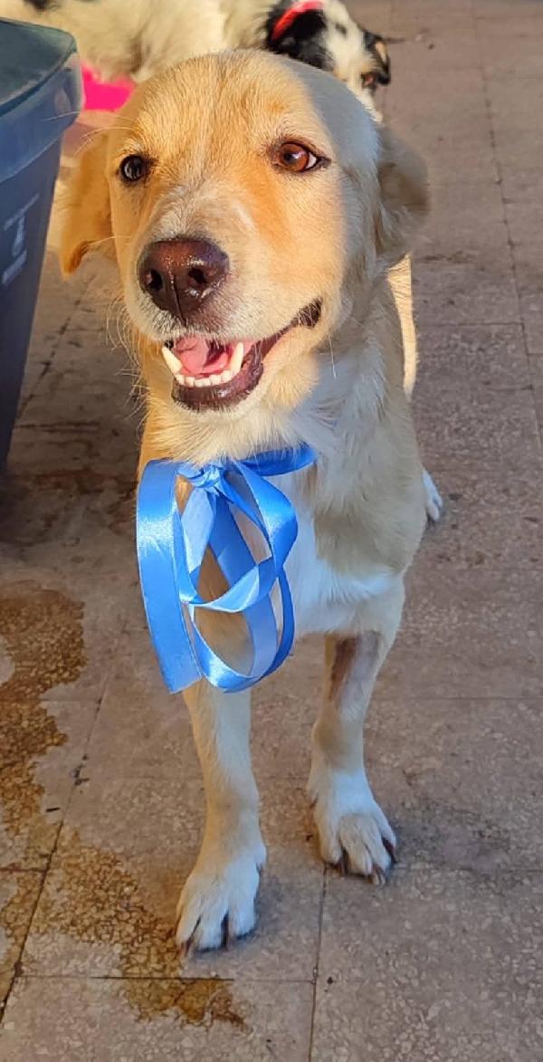Otto, cucciolotto taglia contenuta  Foto 5