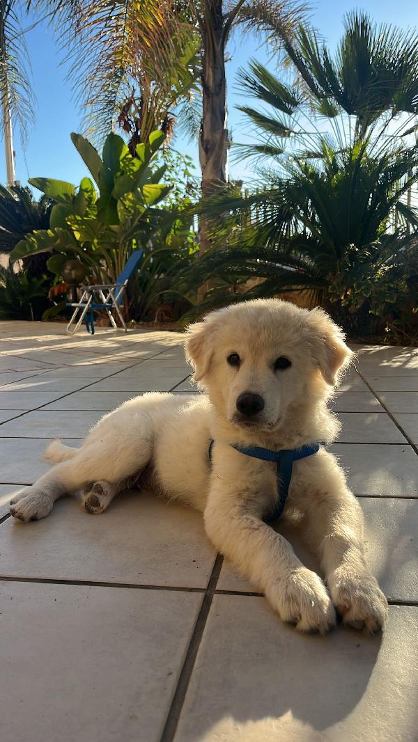 Dante, Cucciolo Golden/Maremmano Stupendo 