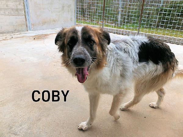 Coby Foto 11