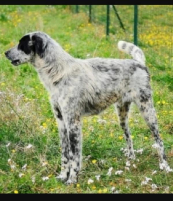 3anni tg grande aspetta da cucciolo.BARI Foto 2