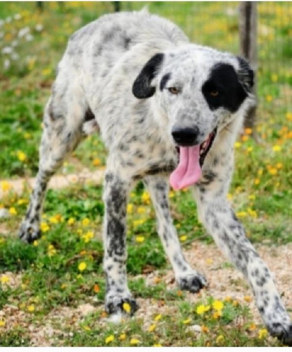 3anni tg grande aspetta da cucciolo.BARI Foto 3