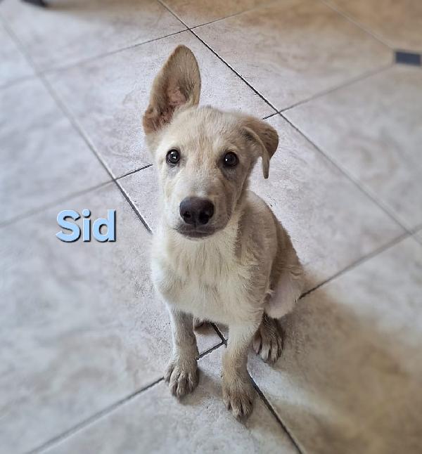 Sid...un cucciolo meraviglioso  Foto 2
