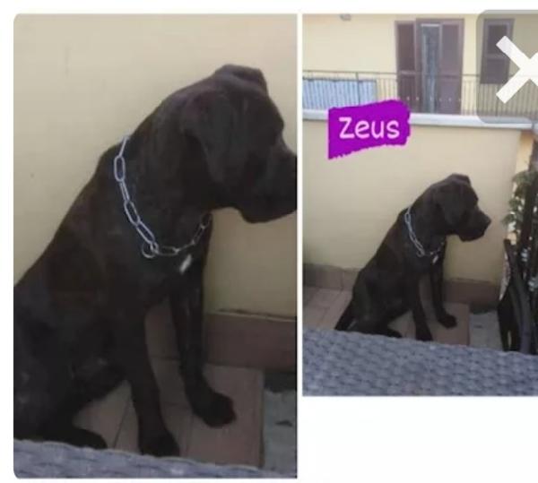 Zeus Corso 4anni dal balcone al rifugio.FIRENZE Foto 2