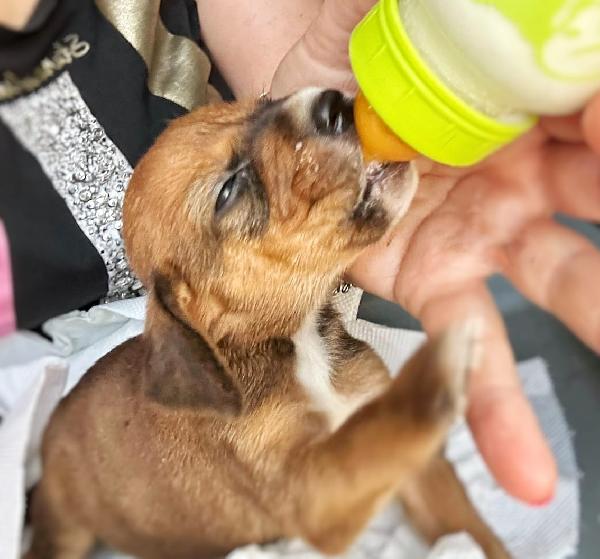 Alice Cucciola Di 1 Mese Taglia Media 
