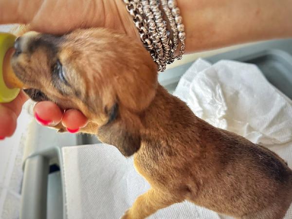 ALICE cucciola di 1 mese taglia media  Foto 2