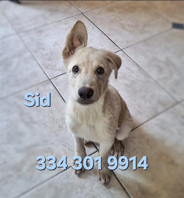 Sid Cagnolino Di 5 Mesi Taglia Media 