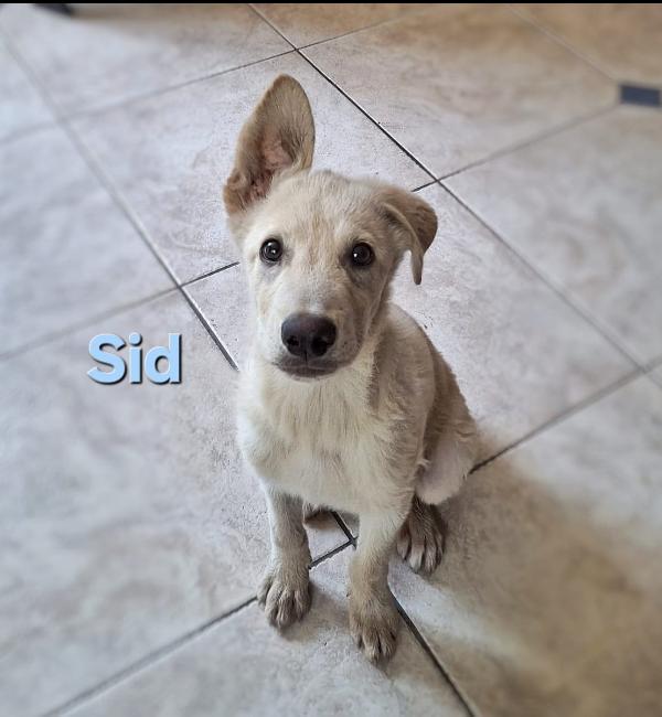 SID cagnolino di 5 mesi taglia media  Foto 2