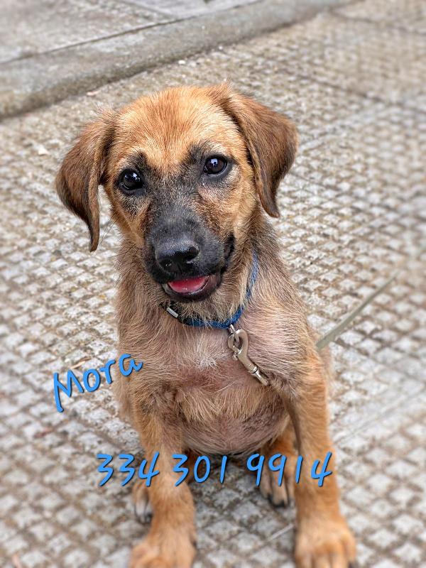 🐾 Mora Cucciola Di 2 Mesi Taglia Media 🐾