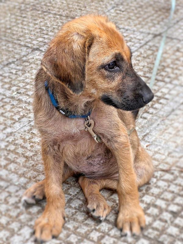 🐾 MORA cucciola di 2 mesi taglia media 🐾 Foto 2