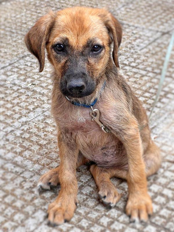 🐾 MORA cucciola di 2 mesi taglia media 🐾 Foto 4