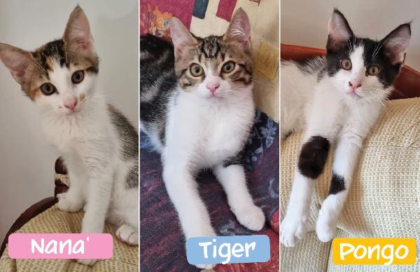 Tiger, Pongo E Nana', Micini Di 4 Mesi Cercano Fami