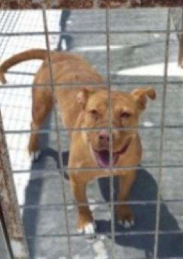 Pitbull Rednose femmina giovane in canile.PUGLIA Foto 2