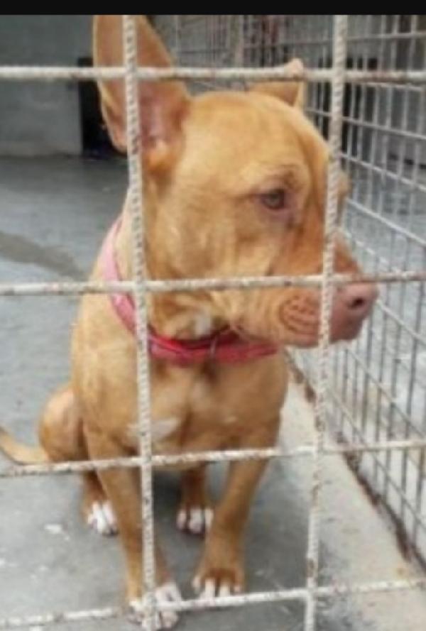 Pitbull Rednose femmina giovane in canile.PUGLIA Foto 3