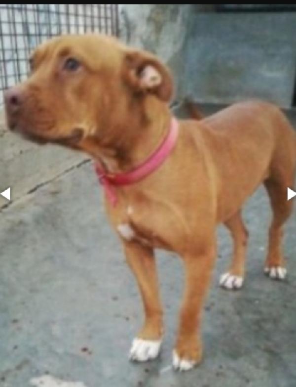 Pitbull Rednose femmina giovane in canile.PUGLIA Foto 4