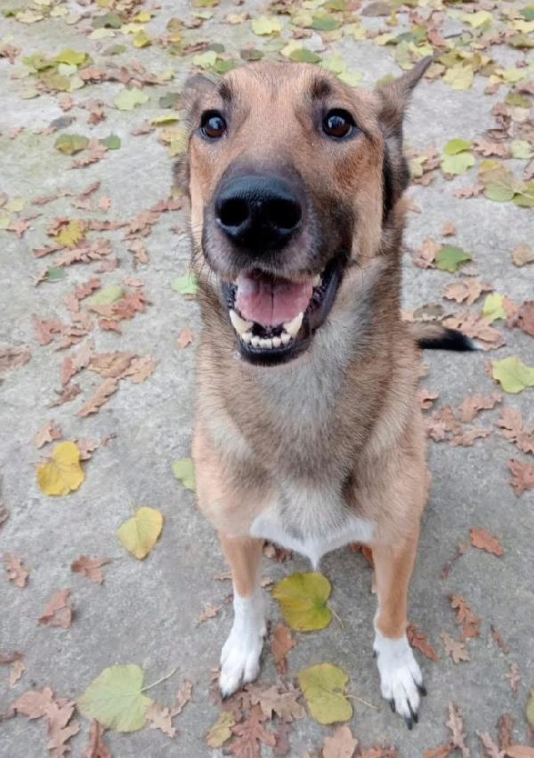 Pastore Belga Malinois 2anni e 1/2 salvato pelle/ossa Foto 2