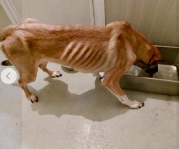 Pastore Belga Malinois 2anni e 1/2 salvato pelle/ossa Foto 3