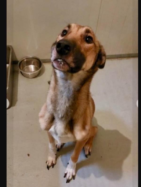 Pastore Belga Malinois 2anni e 1/2 salvato pelle/ossa Foto 4