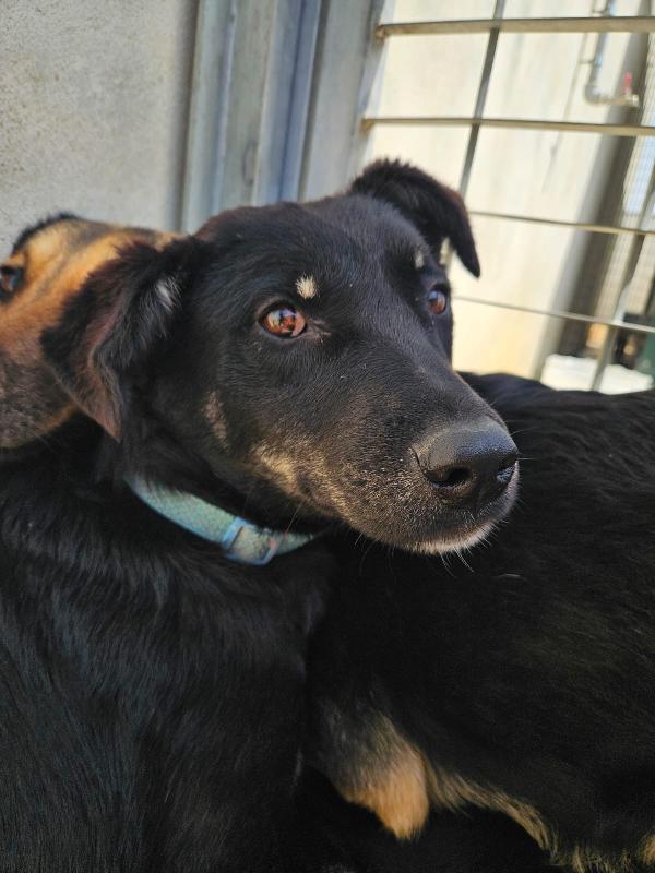 Luigi Splendido Bisognoso Cerca Stallo Adozione Foto 2