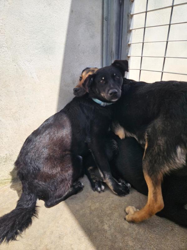 Luigi Splendido Bisognoso Cerca Stallo Adozione Foto 7