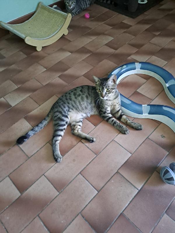 GRACE e KEVIN, teneri gattini in adozione! Foto 8